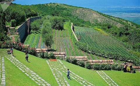 Kakheti Wine and Culinary Tour from Tbilisi: Sighnaghi & More