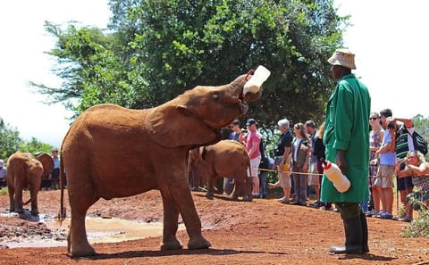 Nairobi Full Day Tour: Giraffe Centre and Wildlife Trust