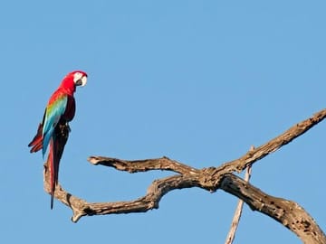 6-Day Pantanal & Bonito Experience