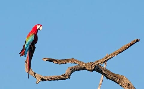 6-Day Pantanal & Bonito Experience