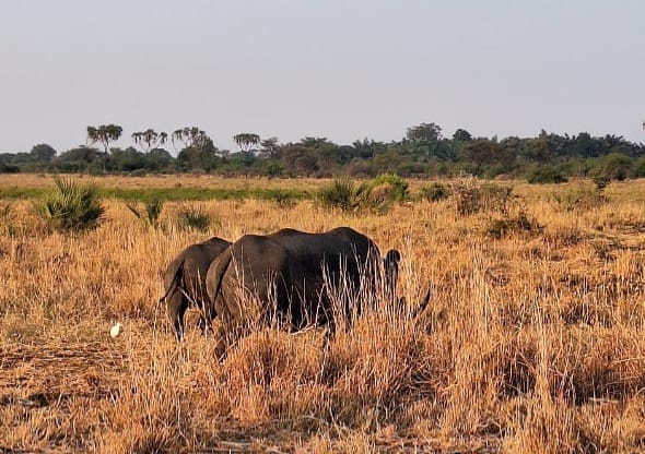 Grazing Rhinos in Meru National Park