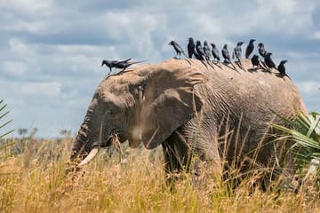 4-Day Birding in Murchison Falls National Park