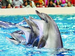 Dubai Dolphinarium Ticket