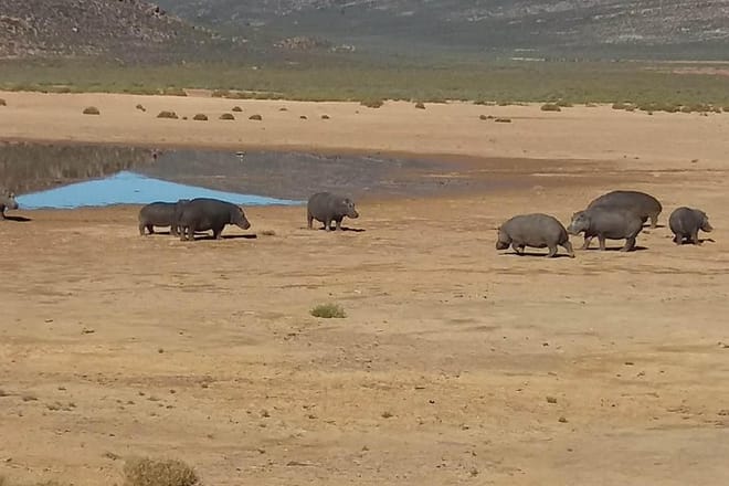 Hippos