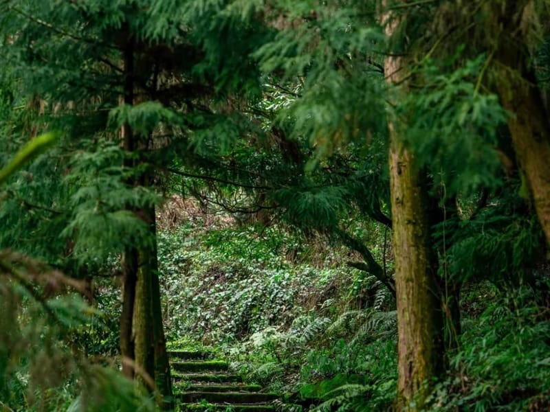 Hangzhou: Dongming Bamboo & Farm Picking Private Day Trip