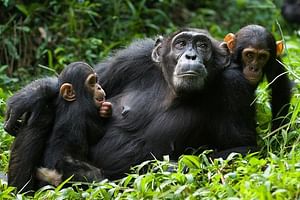 2-Day Chimpanzee Trek and Canopy Walkway in Nyungwe Forest