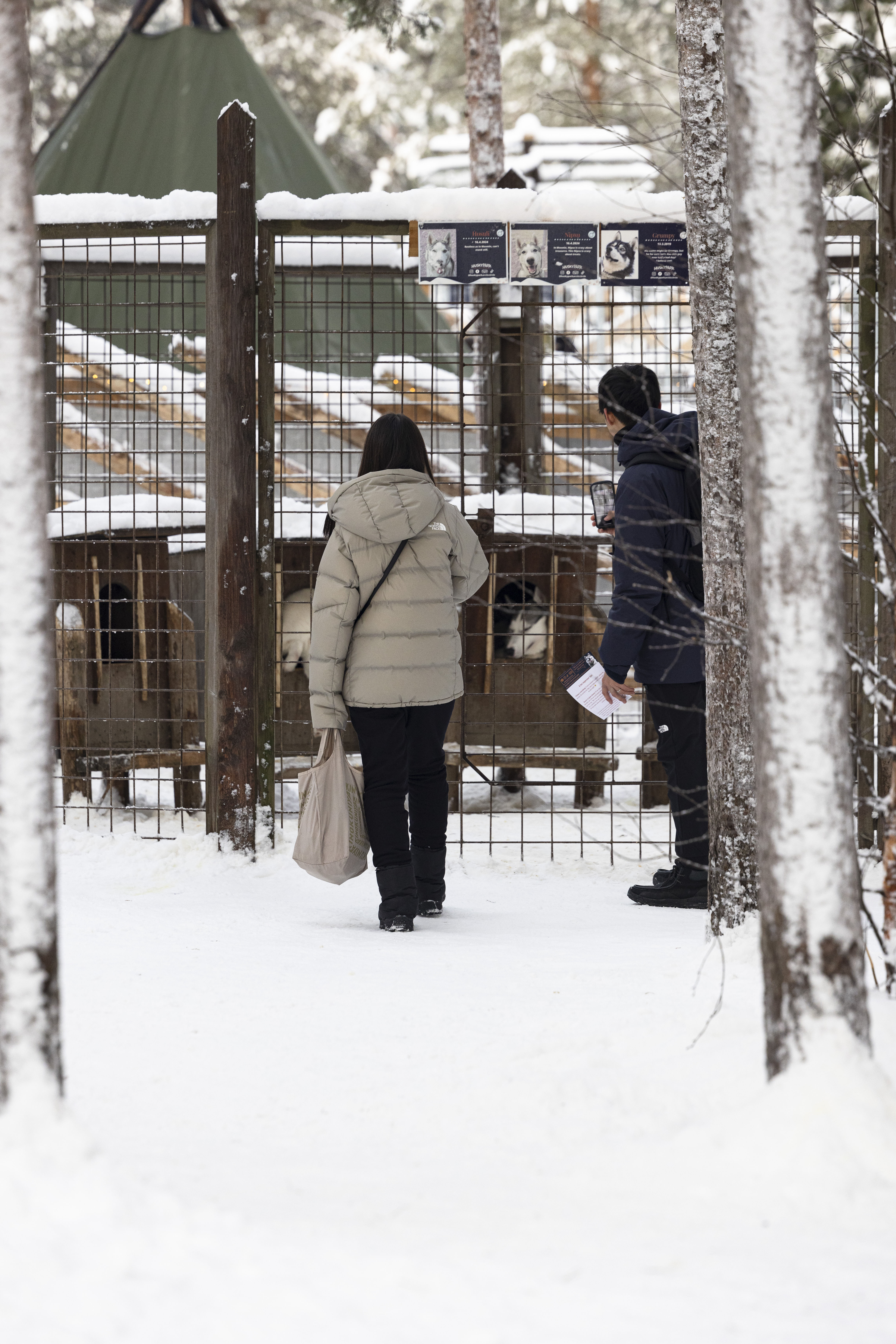 Siberian Husky, Husky Park visit, Rovaniemi Lapland