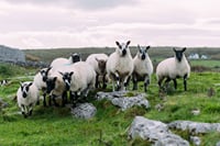 From Dublin: Wicklow, Glendalough, Waterfall & Sheepdog demo 8