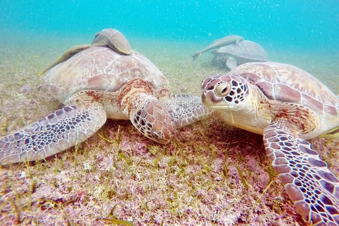 Private Snorkel with Turtle at Akumal 8