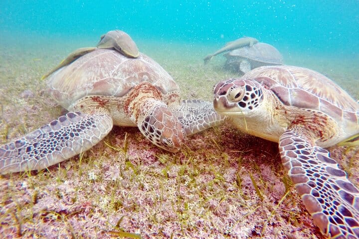 Private Snorkel with Turtle at Akumal 8