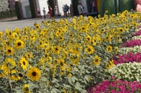 Miracle Garden Global Village Transportation from RAK 10