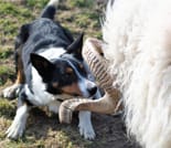 Visit a working sheep farm with sheepdog demo. Galway. Guided. 3
