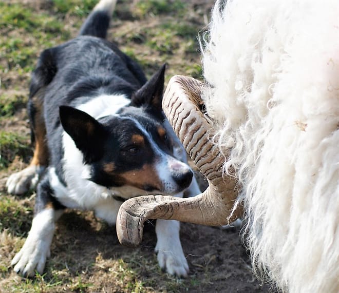 Visit a working sheep farm with sheepdog demo. Galway. Guided. 3