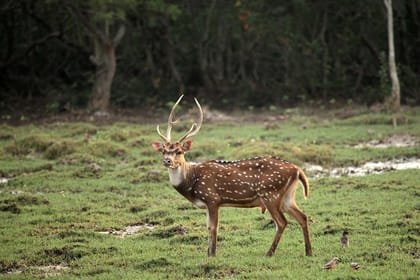 Mangrove Adventure: Exploring Bhitarakanika National Park