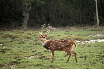 Mangrove Exploration Tour in Bhitarakanika National Park