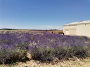 Live a real and unique experience in a lavender field 6