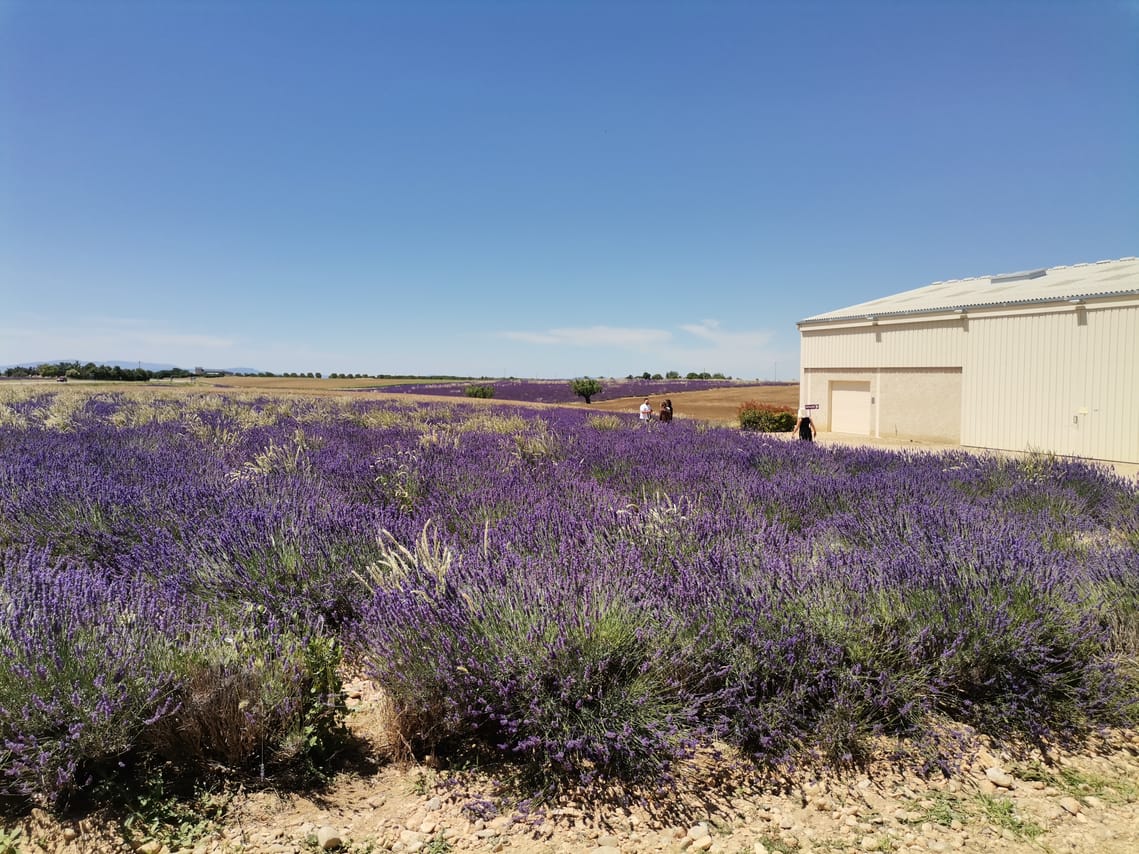 Live a real and unique experience in a lavender field 6