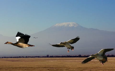 3-Day Adventure Safari in Amboseli National Park, Kenya