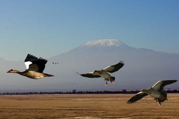 3-Day Adventure Safari in Amboseli National Park, Kenya