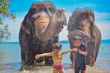 Walking Tour with Elephants at Lily Elephant Camp in Phuket