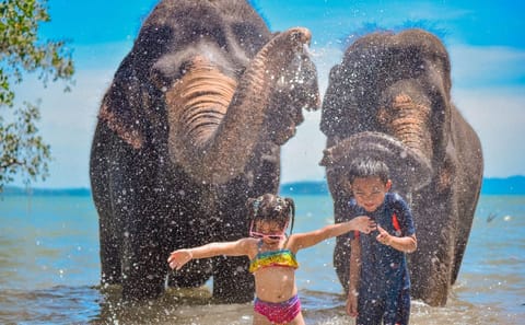 Walking Tour with Elephants at Lily Elephant Camp in Phuket