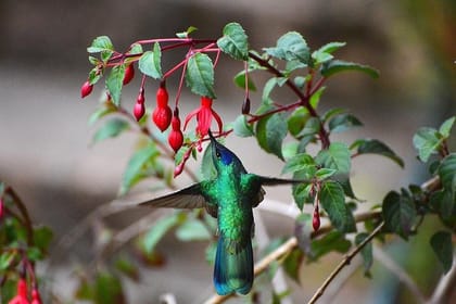 Private Tour to Papallacta Hot Springs & Bear Watching