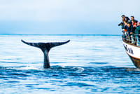 Close encounter with a humpback whale
