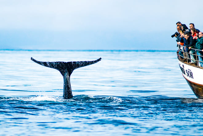 Close encounter with a humpback whale