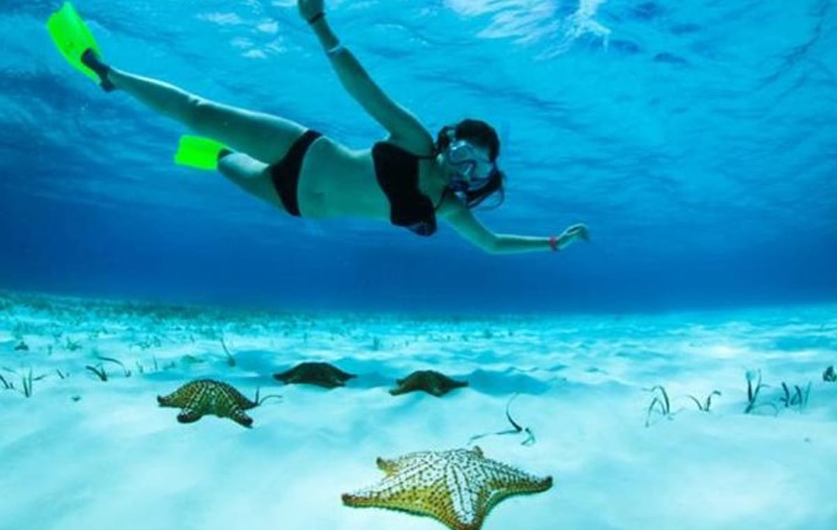 Roatan North Side Mangroves, Starfish & Shipwreck Snorkeling