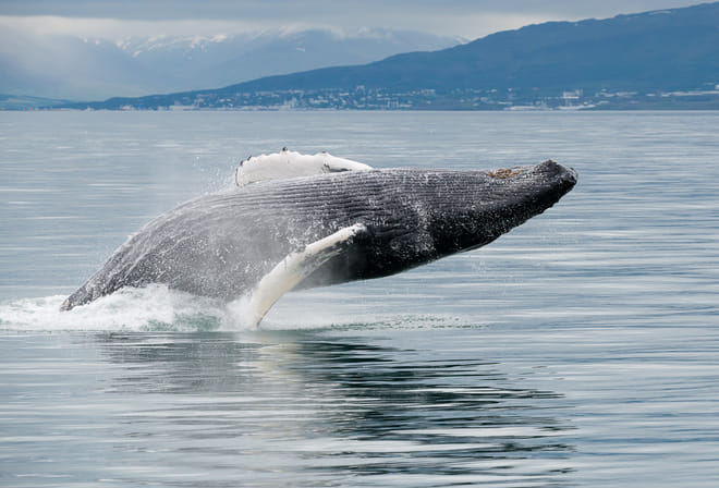 Akureyri Classic Whale Watching 10
