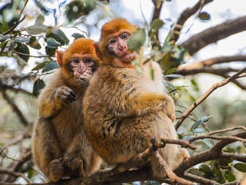 Monkies in the Cedar woods