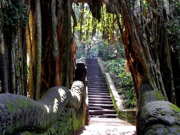 Monkey forest