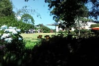 Kiambethu tea farm