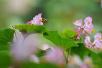 Private Day Tour to South China Botanical Garden from Guangzhou 6