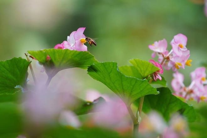 Private Day Tour to South China Botanical Garden from Guangzhou 6