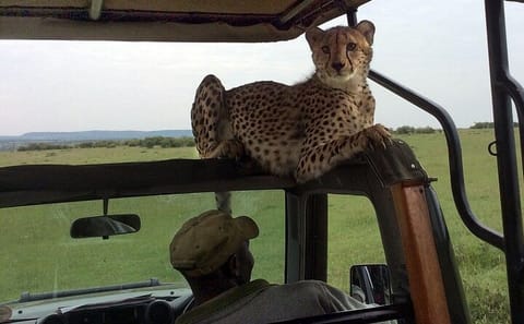 4-Day Jeep Camping Safari in Masai Mara and Lake Nakuru
