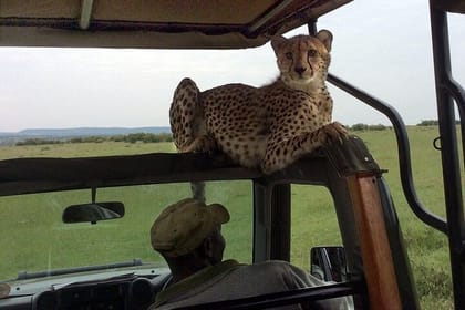4Days Masai Mara and Lake Nakuru 4X4 Jeep Camping Safari