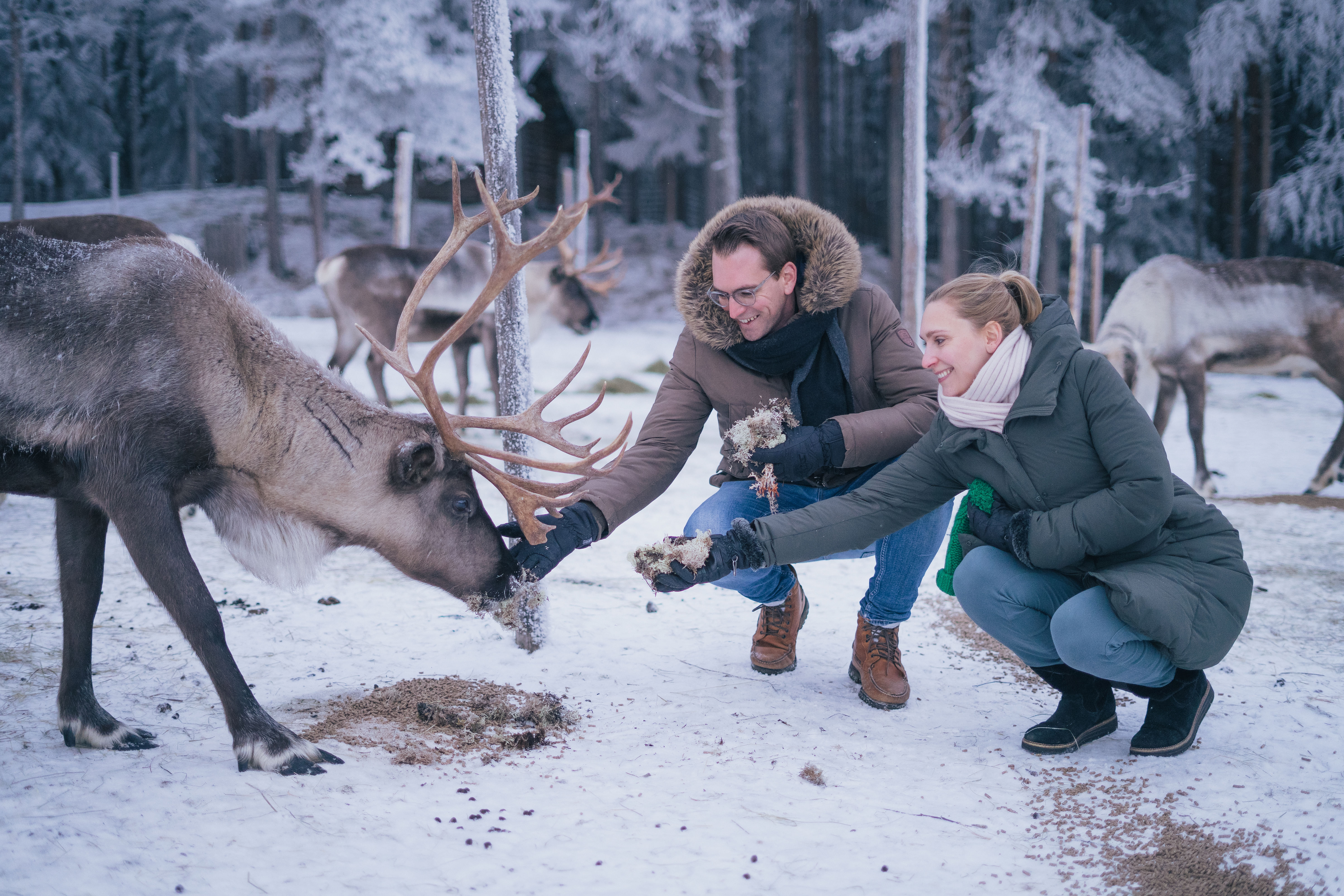 Reindeer Farm Visit With Photos - Visit Rovaniemi