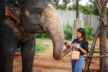 Elephant Feeding Experience at Jungle Sanctuary in Kathu