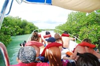 Mangroves