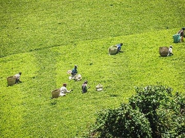 Limuru Kiambethu tea faem