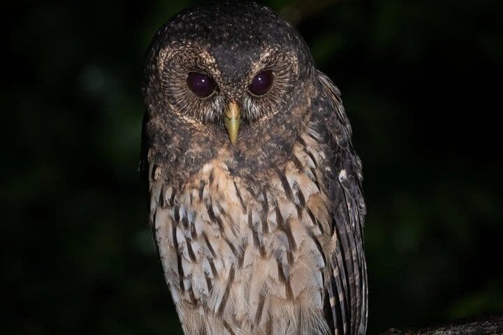 Private Night Walk tour