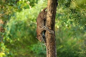 Wilpattu National Park from Colombo