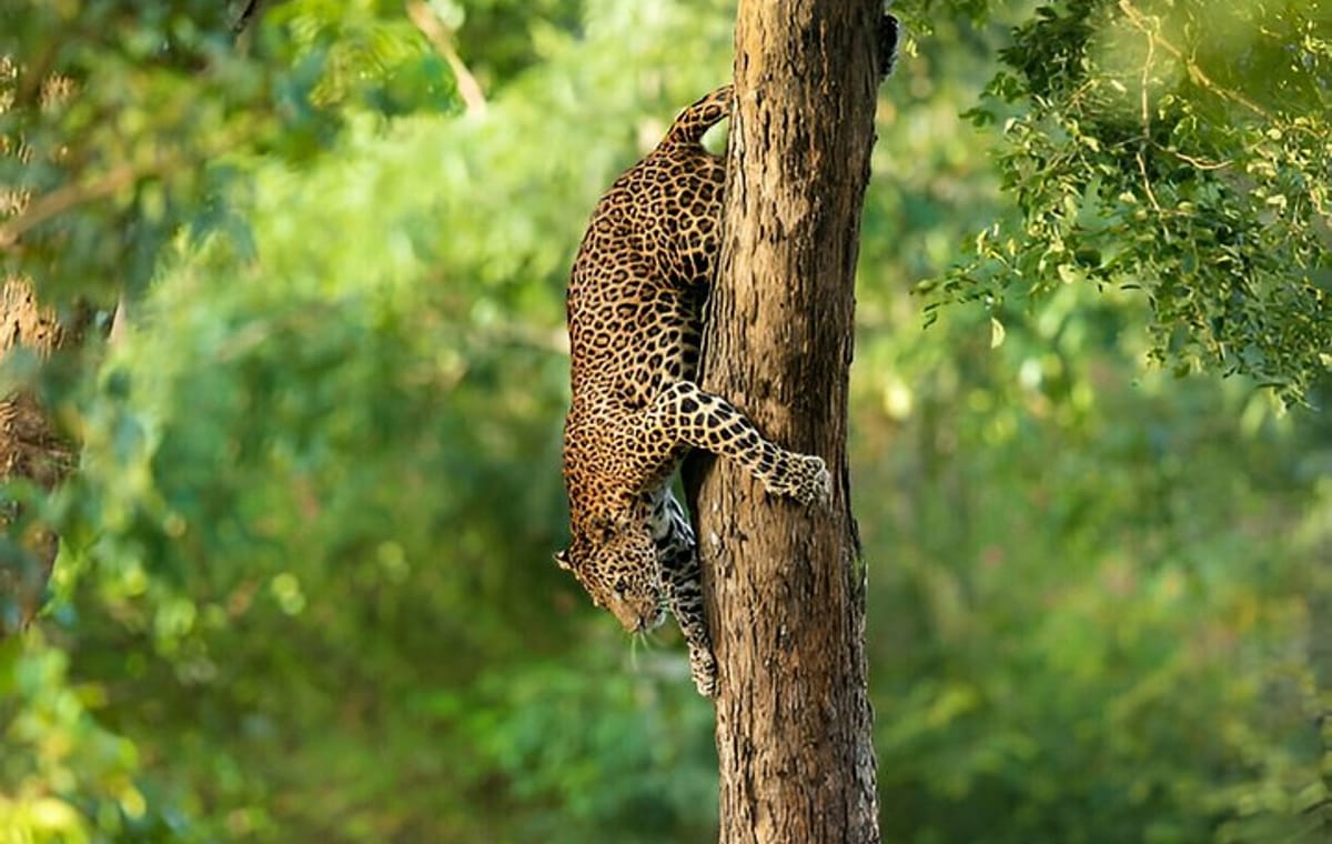 Wilpattu National Park from Colombo