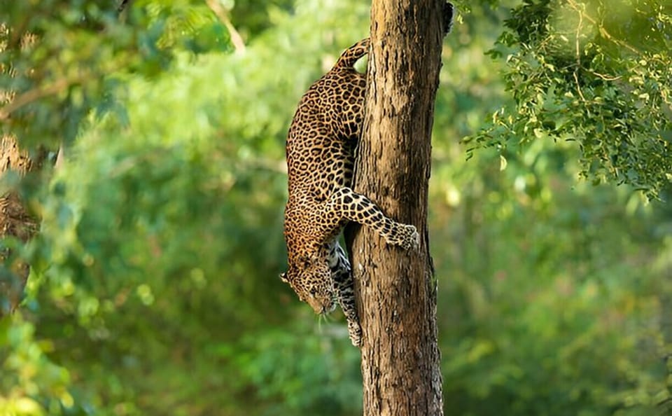 Wilpattu National Park Wildlife Tour from Colombo