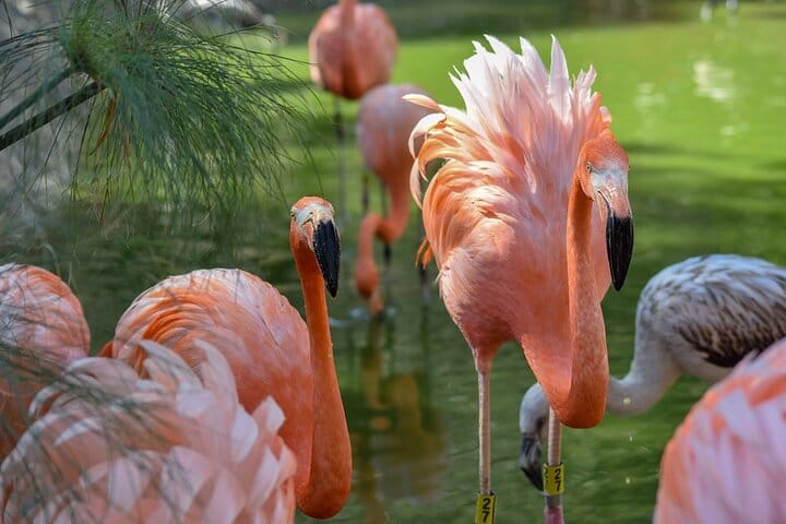 Africam Safari Tour from Puebla 9