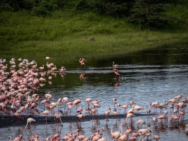 A flock of pink flamingos wading near the water shore at Momella Lakes in Arusha National Park.