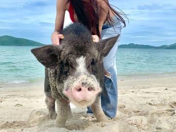 Koh Samui: Pig Island Tour by Speedboat with Snorkeling