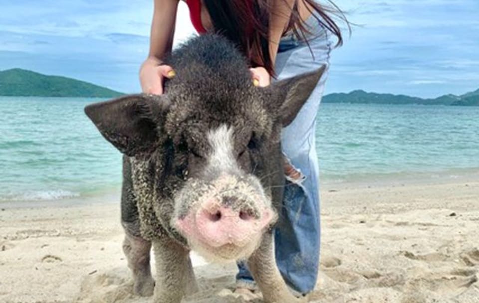 Koh Samui: Pig Island Tour by Speedboat with Snorkeling
