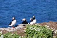 Reykjavík Premium Puffin Tour 9